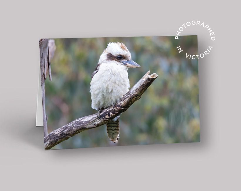 Kookaburra