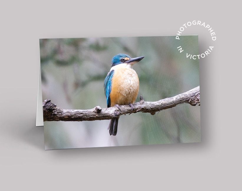 Sacred Kingfisher Card