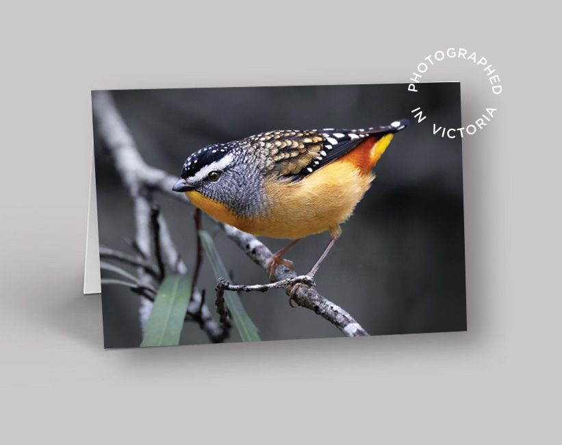 Spotted Pardalote Card #2