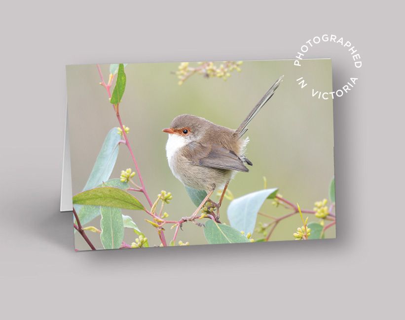 Female Superb Fairy-Wren Card