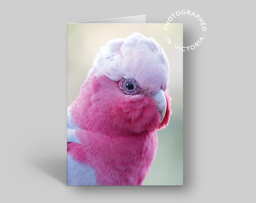 Galah Card