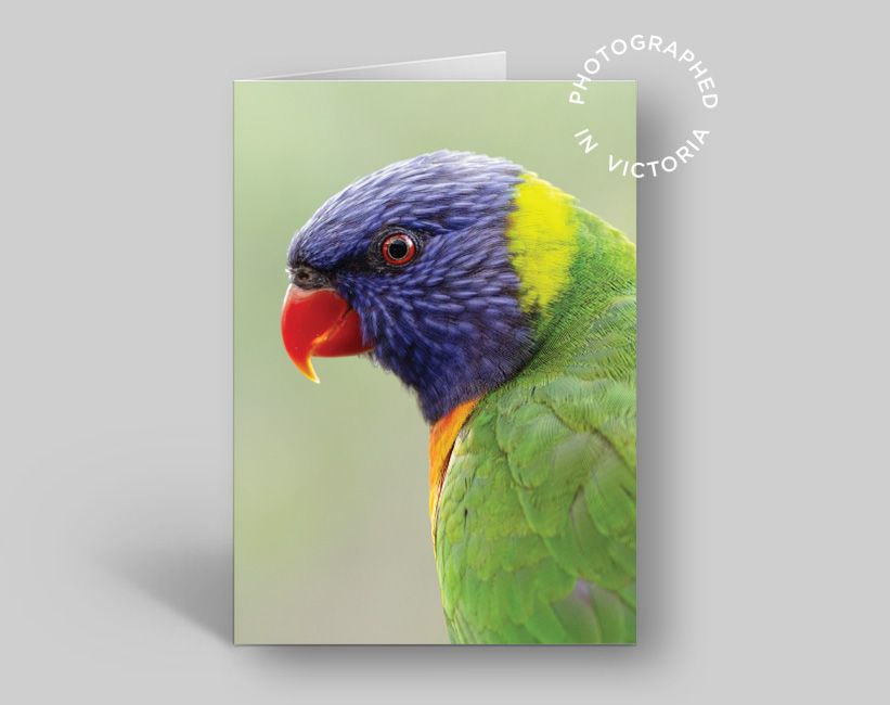 Rainbow Lorikeet Card #2