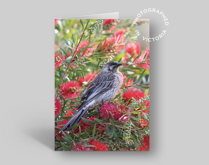 Red Wattlebird Card