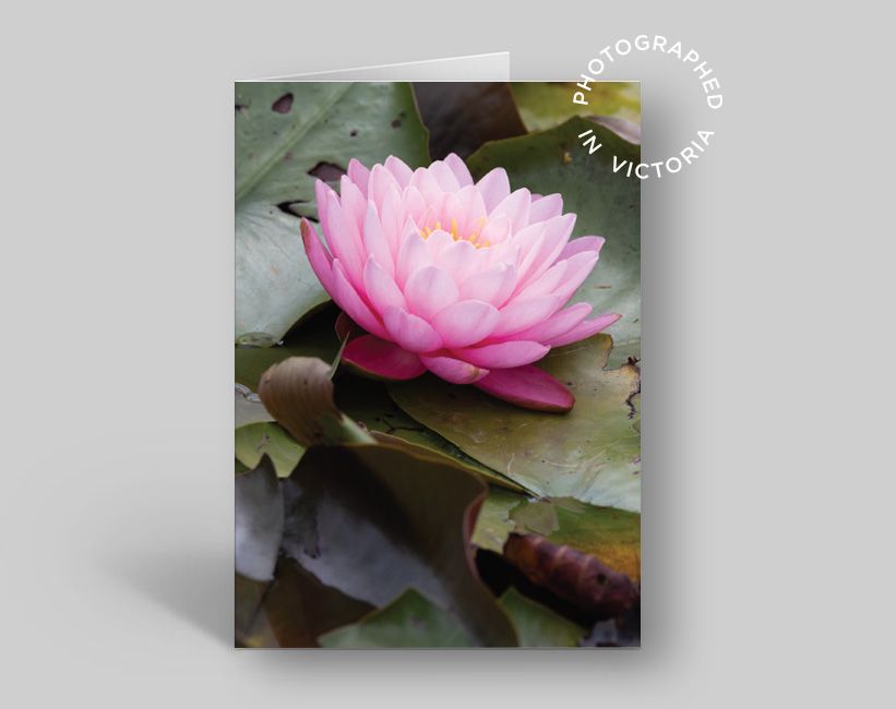 Water Lily Card