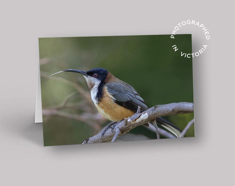 Eastern Spinebill Card