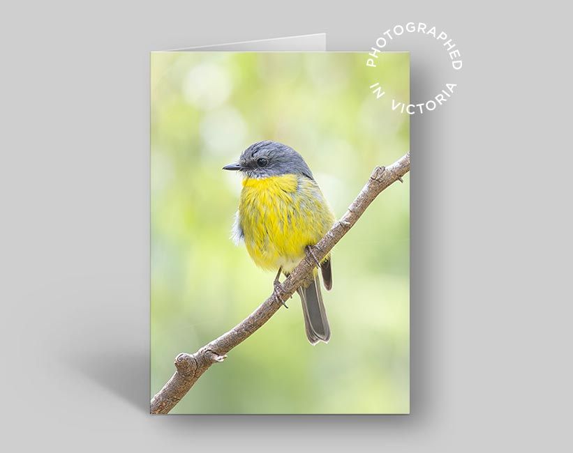 Eastern Yellow Robin Card #2