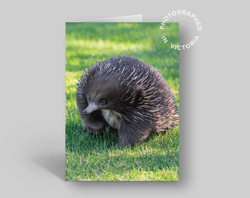 Echidna Card