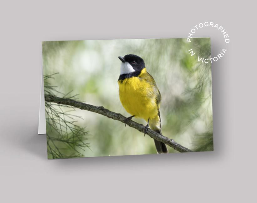 Golden Whistler Card
