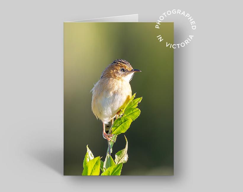 Golden-headed Cisticola Card
