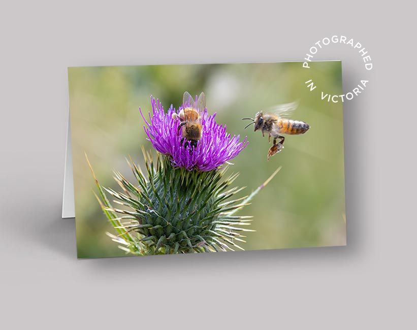 Honey Bees Card