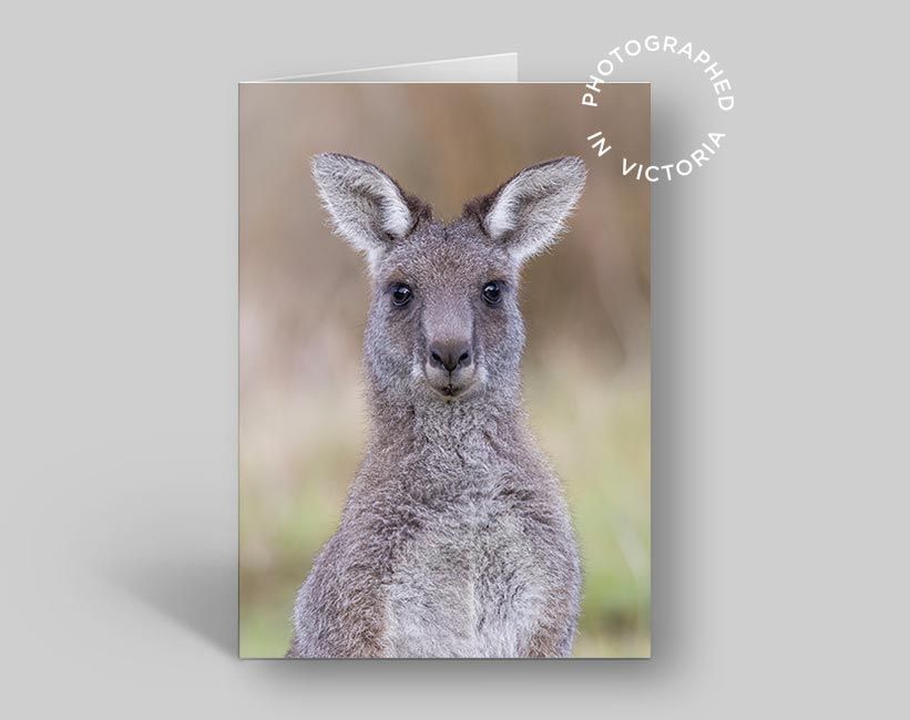 Kangaroo Card