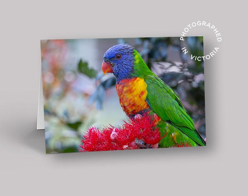Rainbow Lorikeet Card