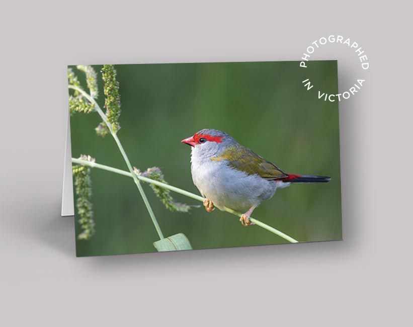 Red Browed Finch Card
