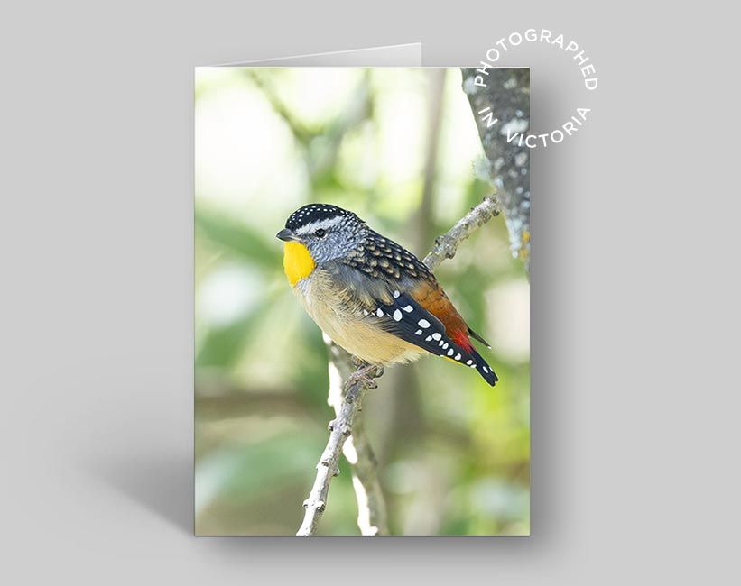 Spotted Pardalote Card