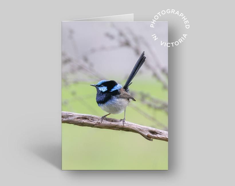 Superb Fairy Wren Branch Card