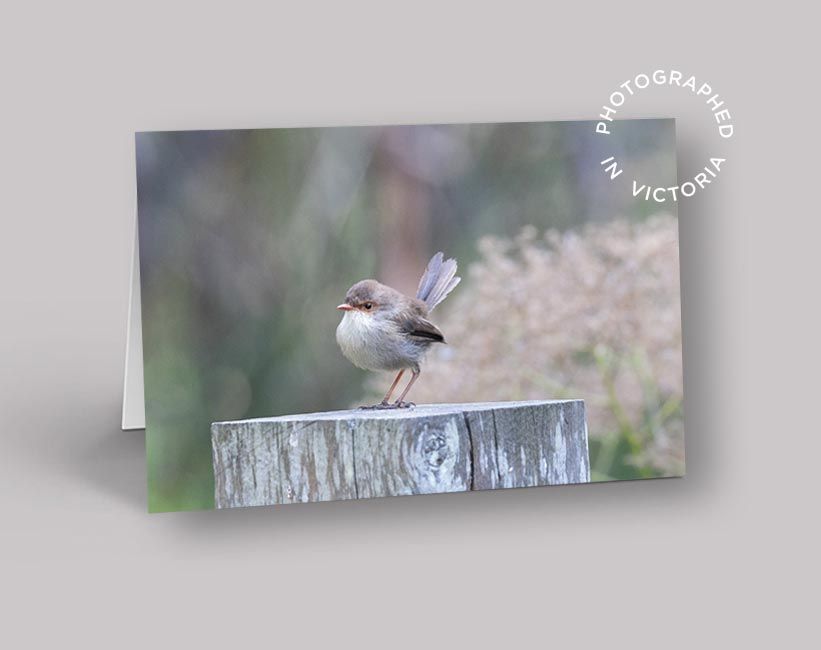 Superb Fairy Wren Post Card