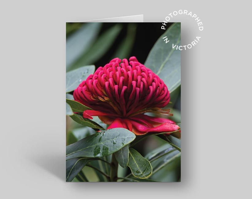 Waratah Card