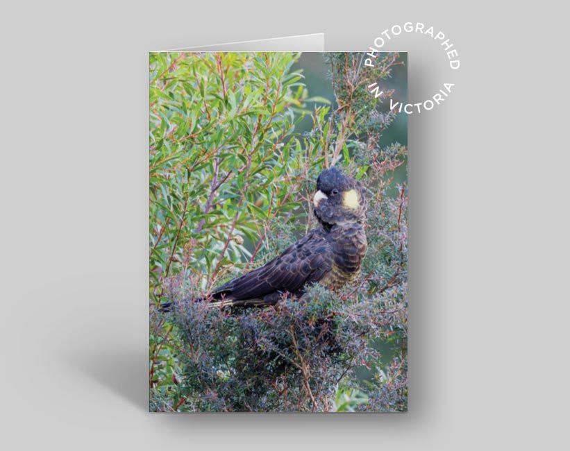 Yellow Tailed Black Cockatoo Card